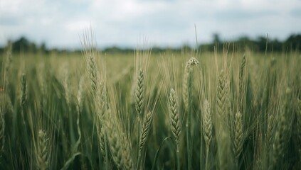 Naklejka premium Close-up of a lush wheat field with vibrant green ears, suitable for editorial backgrounds, seasonal change