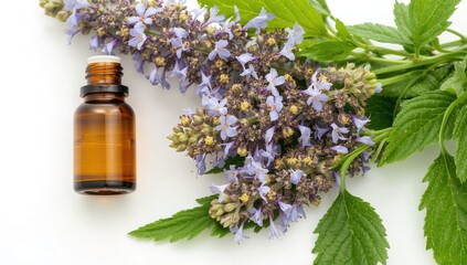 Essential oil bottle accompanied by borage herb blossoms, utilized in natural remedies for calming effects, hormone regulation, and respiratory issues