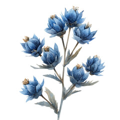 Eryngium Flower, watercolor illustration vector, isolated on a white background.