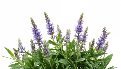Salvia farinacea flowers in bloom with leaves, showcasing vibrant colors, ideal for botanical reference