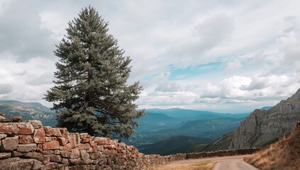 Scenic silver spruce beside rocky wall with mountain view and cloudy azure sky, erosion risk