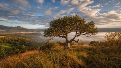 Obraz premium Panorama of quiver trees at dawn, showcasing seasonal change