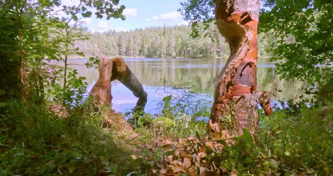 Tree gnawed by beaver at Ylinen Niemisj&auml;rvi lake in cloudy summer weather, Evo hiking area, H&auml;meenlinna, Finland.