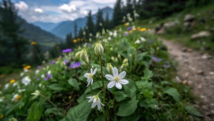 Obraz premium White and green bucket flowers alongside a hiking trail, enhancing the natural beauty of the landscape
