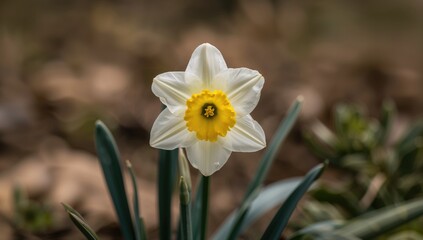 Narcissus flower species, commonly known as daffodil, offers a vibrant display of springtime beauty, seasonal change
