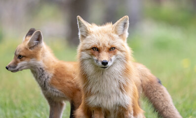 Red fox