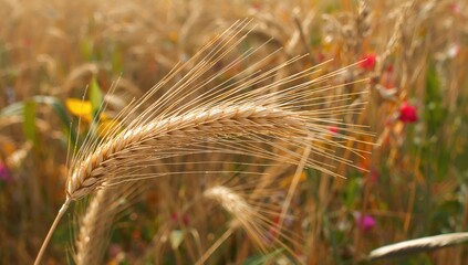 Obraz premium Wheat grain ears in close-up, showcasing growth patterns, agricultural significance