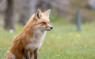 Red fox