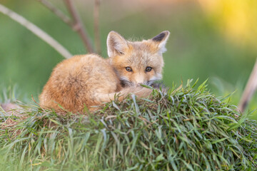 Red fox