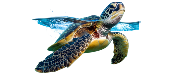 Sea Turtle Gliding Gracefully with Outstretched Flippers, Underwater Blue Tones.