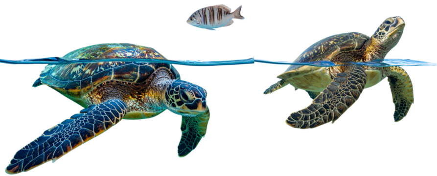  Sea Turtle Gliding Gracefully with Outstretched Flippers, Underwater Blue Tones, Transparent Background png