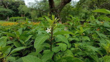 Obraz premium Tiny Jasmine flower on the soil, highlighting seasonal change