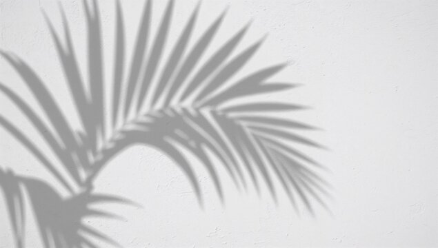 Shadow of a palm leaf cast on a white wall, a study in light and texture