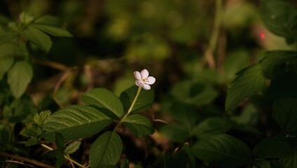 Obraz premium Primrose flower growing in the woods, seasonal change