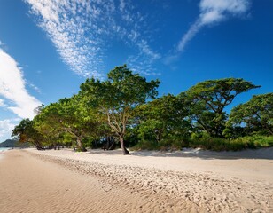 scenic view of trees lining a sandy beach under a blue sky with wispy clouds on a sunny day