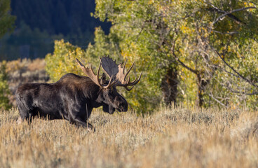Bull Moose During the Rut in Autumn in Grand Teton National Park Wyoming