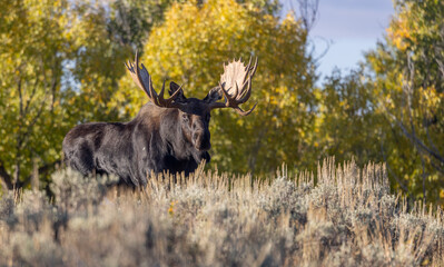 Bull Moose During the Rut in Autumn in Grand Teton National Park Wyoming