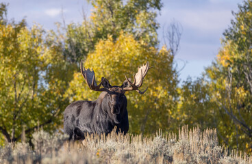 Bull Moose During the Rut in Autumn in Grand Teton National Park Wyoming