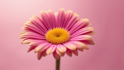 Close-up Macro Shot of a Vibrant Pink and Yellow Daisy Flower