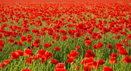 Vast field of vibrant red poppies in full bloom under sunlight poppy flower