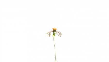 Wildflower with a pristine white hue, symbolizing purity in nature