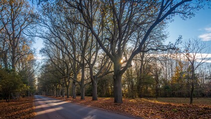 Naklejka premium Autumn scene featuring a shaded road lined with eucalyptus and chestnut trees, showcasing seasonal change