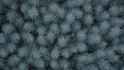 Obraz premium Close-up of white spruce needles, showcasing intricate needle texture, seasonal change