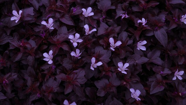 Lilac flowers of the Oxalis triangularis bloom above dark purple leaves, showcasing a vibrant botanical contrast, seasonal beauty