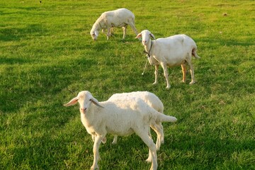 Herd of Goats Grazing Peacefully in a Green Pasture or Meadow