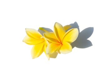 Two Yellow Frangipani Flowers Isolated on White Background with Shadow