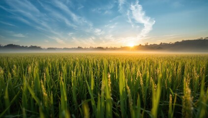 Dew-covered rice fields at dawn, showcasing seasonal change
