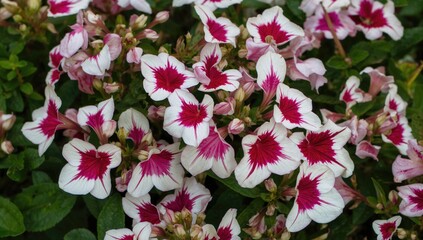 Vinca flower design featuring vibrant white, green, red, and pink hues, suitable as a decorative background