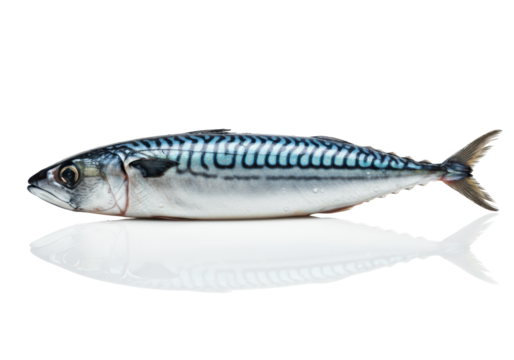 Pristine raw atlantic mackerel isolated on a clinical white reflective background, hyper-detailed wet iridescent scales, high-key dramatic lighting, macro-level focus, premium commercial seafood