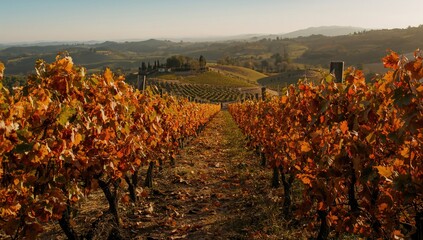 Fototapeta premium Garraf vineyards during autumn with brown foliage, showcasing seasonal change