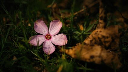 Pink Flower Petals Laying On A Green Surface, Seasonal Change