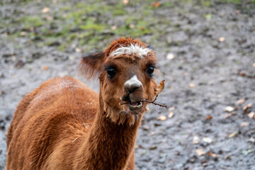 Naklejka premium Adorable Brown Alpaca With Leaf In Mouth Standing Outdoors On Muddy Farm Path