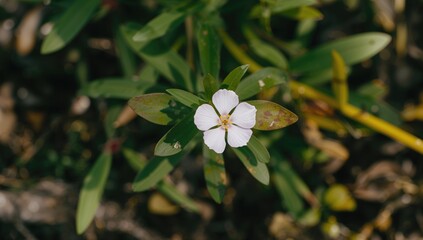 Pale pink flower blooming in a garden, enhancing outdoor aesthetics