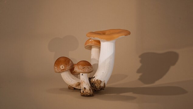 Caesar's mushroom, raw and fresh, a fiber-dense choice