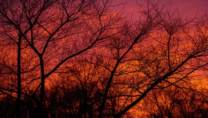 Silhouetted trees against a vibrant orange sunset sky, seasonal change