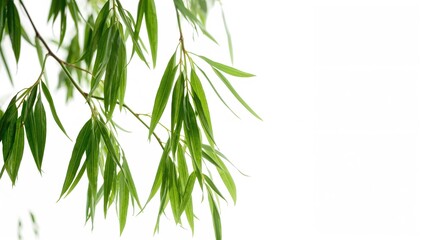 Obraz premium Isolated green willow tree leaves, delicate branches, suitable for floral arrangements.