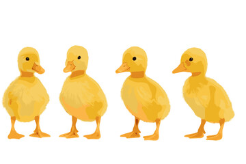 Group of four adorable fluffy yellow baby ducklings standing isolated on white background