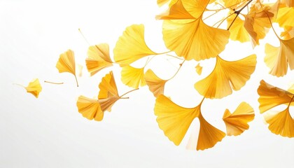 Close up of vibrant golden ginkgo leaves detailed veins on a bright white background during autumn season natural light