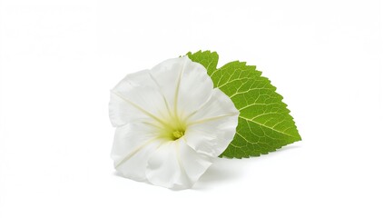 Morning glory on a white backdrop, healthy vegetable choice for nutritious meals