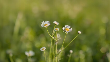 Tiny fleabane daisies, delicate blooms in natural settings, seasonal change