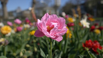 Fototapeta premium Pink Flower Blooming Amongst Greenery, Seasonal Change