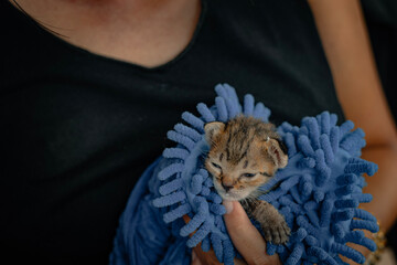 Small premature kitten wrapped in a blue towel held by a volunteer in an animal shelter