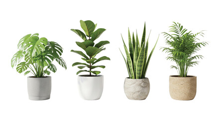 Obraz premium Hand-Drawn Decorative Indoor Tree in Pot Illustration