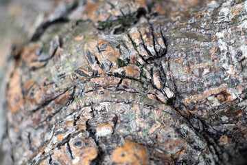 Close-Up of Rough Tree Bark with Cracks