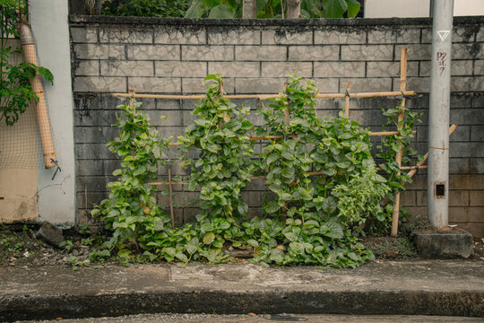 Green Malabar spinach or Basella alba grown against a stone wall in an urban garden setting showing ingenuity and sustainable lifestyle. Dipolog, Philippines