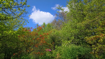 The sky adorned with vibrant blossoms, emphasizing the beauty of springtime flora